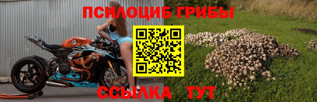 Псилоцибиновые грибы Cubensis  Вход с VPN  Железногорск 